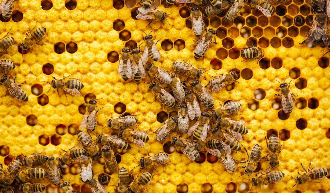 Beekeeper holding a honeycomb full of bees, the beekeeper inspects the honeycomb frame in an apiary., beekeeping concept