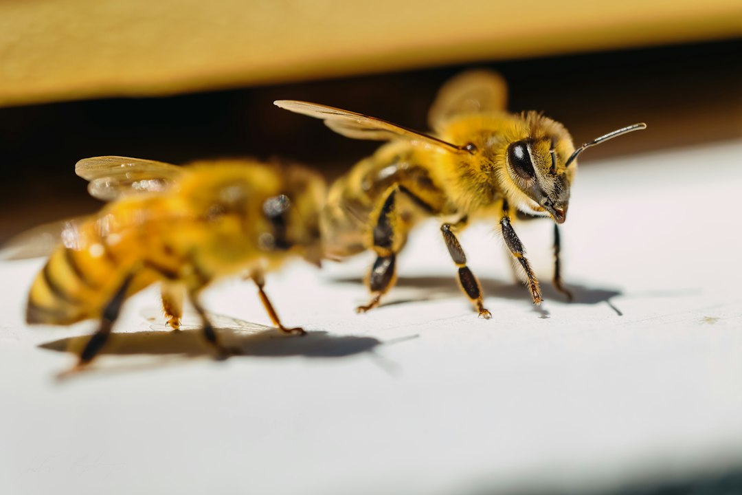 Honeybees busy at work in their hive during a visit from a beekeeper in Western Pennsylvania.